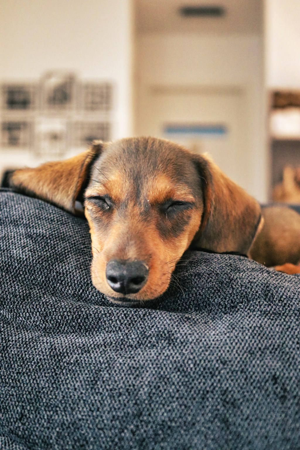 Dackel-Queen auf der Autobahn: Wilmas wilde Fahrt von Bad Honnef nach&nbsp;Regensburg